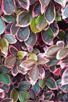 red leaf Copper Plant, Copperleaf, Jacob's Coat
Acalypha wilkesiana