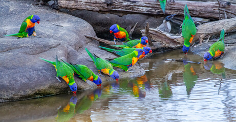 A flock of Rainbow Lorikeets drinking at Dargonelly waterhole in Mt Moffat National Park in Queensland, Australia. © Shirley and Johan