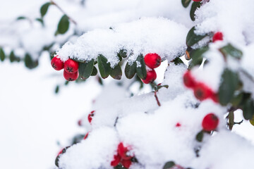 Red berries in snow. Frost on red berries with green leaves. Frozen nature. February landscape. Winter in parkland. Snowy forest in details. Cold weather in park. Christmas natural ornament.  - 709507358