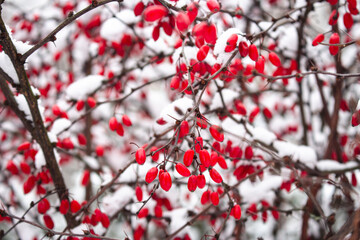 Red berries in snow. Frost on red berries. Frozen nature. February landscape. Winter in parkland. Snowy forest in details. Cold weather in park. Christmas natural ornament. 