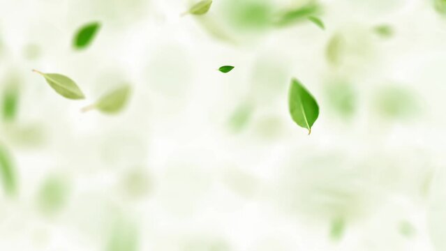 Leaves floating in the air swirling on white and black background with blue screen. Animation Seamless loop. 3D Render.