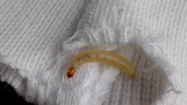 Indianmeal Moth Larva Creeping On White Knitted Fabric. - close up shot