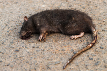 close up of dead rat lying on asphalt road