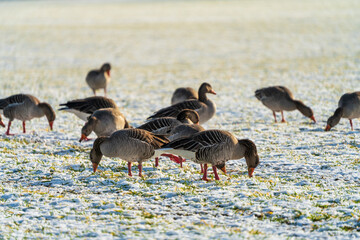 Fototapeta premium Duck search for food at icy grass land during winter time