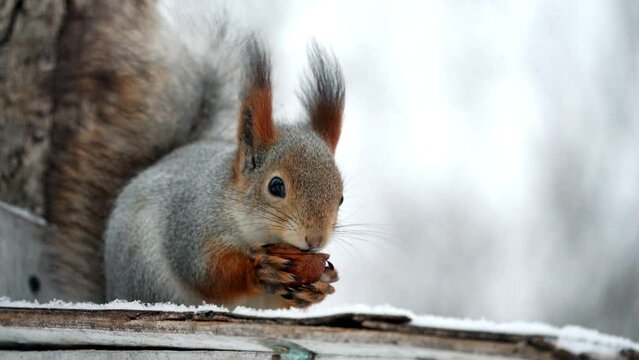 Close-up portrait of a fluffy squirrel holding a nut in its paws near its muzzle with long whiskers. A hungry red squirrel eats food left in a city park by caring people.