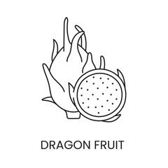 Pitahaya line icon in vector, dragon fruit illustration