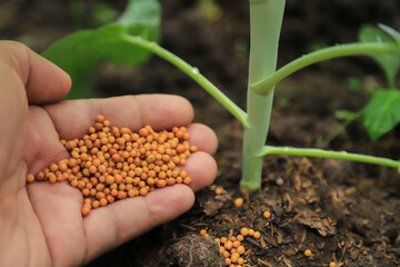 farmer hand giving organic fertilizer to vegetable plant in local farm