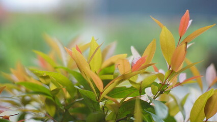 close up of a plant