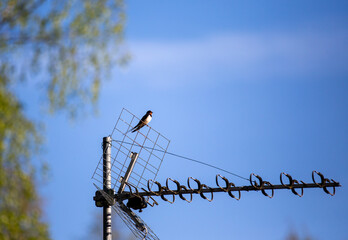 Barn swallow bird sitting on an outdoor antenna on a summer day against blue sky. - 709519371