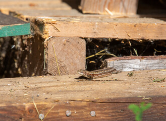 Small lizard outdoors on a wooden surface.