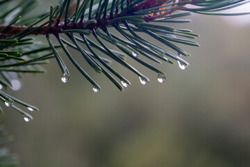 Water droplets on a pine tree branches on an autumn day.