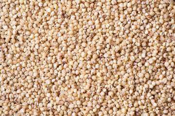 Sorghum seeds texture background. Whole seeds of Sorghum Moench
