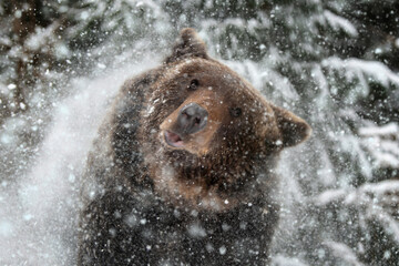 An adult brown bear is struggling from the snow. Animal in wild winter nature
