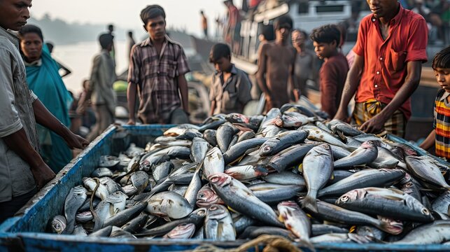 Huge quantity of hilsa arrives at Fisheryghat