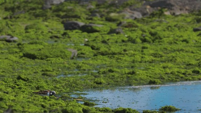 Ruddy turnstone (Arenaria interpres) feeding during low tide