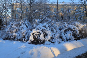 Bushes and trees after heavy snowfall in the suburbs against the background of a low-rise building