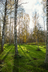 Sunny landscape image from Finland during autumn day. - 709526176