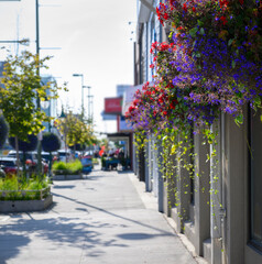 Beautiful flowers hanging on the walls of shops in downtown Anchorage. Alaska.Vertical format.