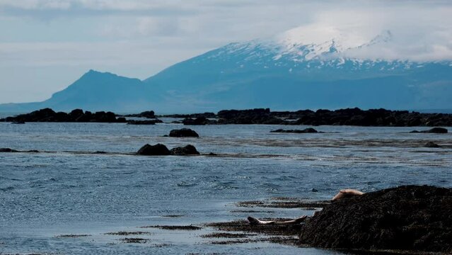 Snaefelsnesjokull Glacier-capped Stratovolcano From Ytri Tunga Beach In Summer In West Iceland. - wide shot