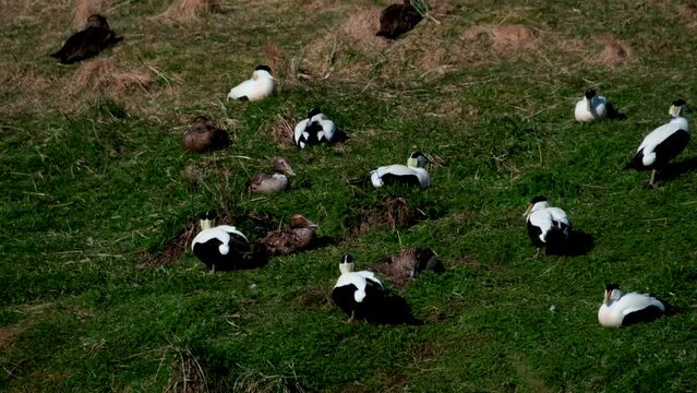 Colony Of Eider Ducks In Their Nest Close To The Sea In West Iceland. - handheld shot
