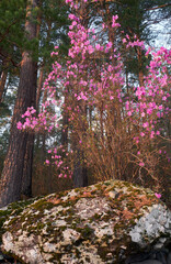 Rhododendron dauricum bushes with flowers in altai pine forest.