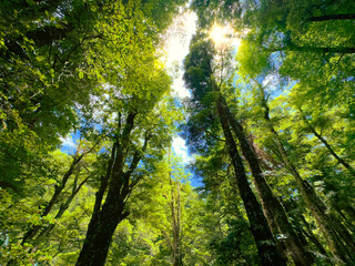 Fototapeta na wymiar New Zealand native bush. Southern Beech forest in the Kaimanawa Ranges, central North Island. Light shining through trees. Beautiful nature.