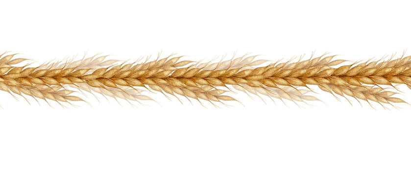 Ears of wheat. Watercolor seamless border of Cereal ears. Banner for bakeries, bakehouses confectioner. Bakery. For design of labels and packaging of goods, cards, shops, poster, banner, flyer