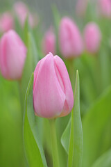 Close-up of sweet pink tulip flowers blooming in the garden with soft morning sunlight on a blurred background.