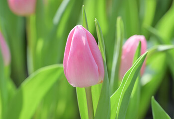 Close-up of sweet pink tulip flowers blooming in the garden with soft morning sunlight on a blurred background.