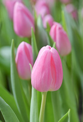 Close-up of sweet pink tulip flowers blooming in the garden with soft morning sunlight on a blurred background.