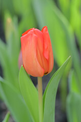 Close-up of a vivid orange tulip flower blooming in the garden with soft morning sunlight on a blurred background.