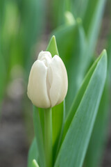 Close-up of a pure white tulip flower blooming in the garden with soft morning sunlight on a blurred background.