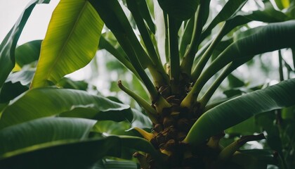 Banana tree wallpaper