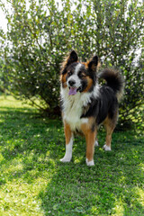 A fluffy domestic dog outside in the garden. It's a playful adorable furry animal on the green grass outdoor.