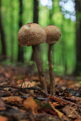 Mushroom growing in the woods. Fungi are food and sometimes poisen for humans. Fungus is a organic forest plant we find in nature.