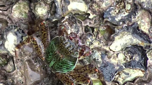 Grapsus albolineatus, shore crab (Grapsidae) moves sideways on shell rock. Close-up, slow motion video.