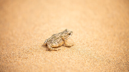The frog sits on the sand on the shore of the lake. Beautiful wildlife landscape with place for text. The concept of protecting wildlife and ecology.