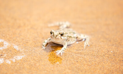 The frog sits on the sand on the shore of the lake. Beautiful wildlife landscape with place for text. The concept of protecting wildlife and ecology.