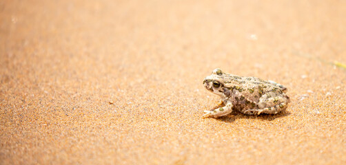 The frog sits on the sand on the shore of the lake. Beautiful wildlife landscape with place for text. The concept of protecting wildlife and ecology.
