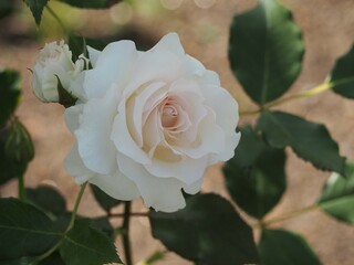 白いバラ　真珠貝