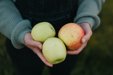 Close up of hands holding organic ripe apples in apple orchard