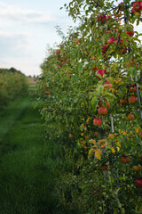 Fototapeta na wymiar Ripe apples growing on trees in a row in apple orchard