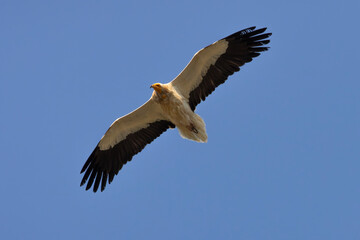 Griffon vulture in flight with wings outstretched
