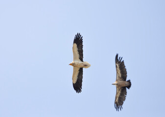 Griffon vulture in flight with wings outstretched