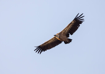 vulture in flight with wings outstretched