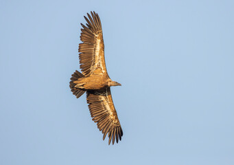 vulture in flight with wings outstretched