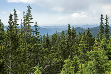 Beautiful view through a forest down on the foothills, Colorado