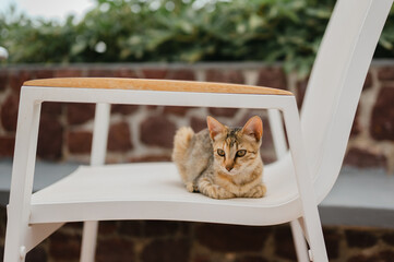 Outdoor cat sitting on a white patio chair in Santorini, Greece