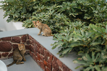 Two outdoor cats sitting by brick ledge and green bushes