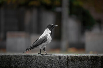 Raven at eye level on the sidewalk in the Rain